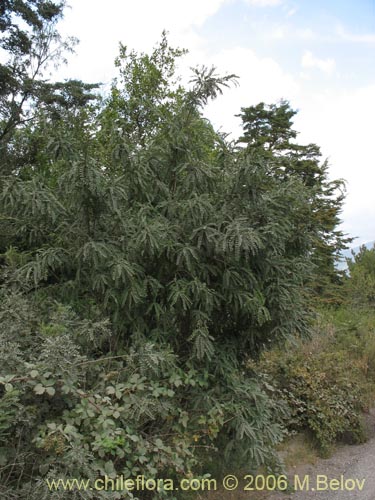 Imágen de Sophora cassioides (Pelú / Mayu-monte / Pilo). Haga un clic para aumentar parte de imágen.